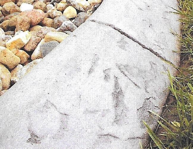 Random stone imprint on 7'' Bullnose